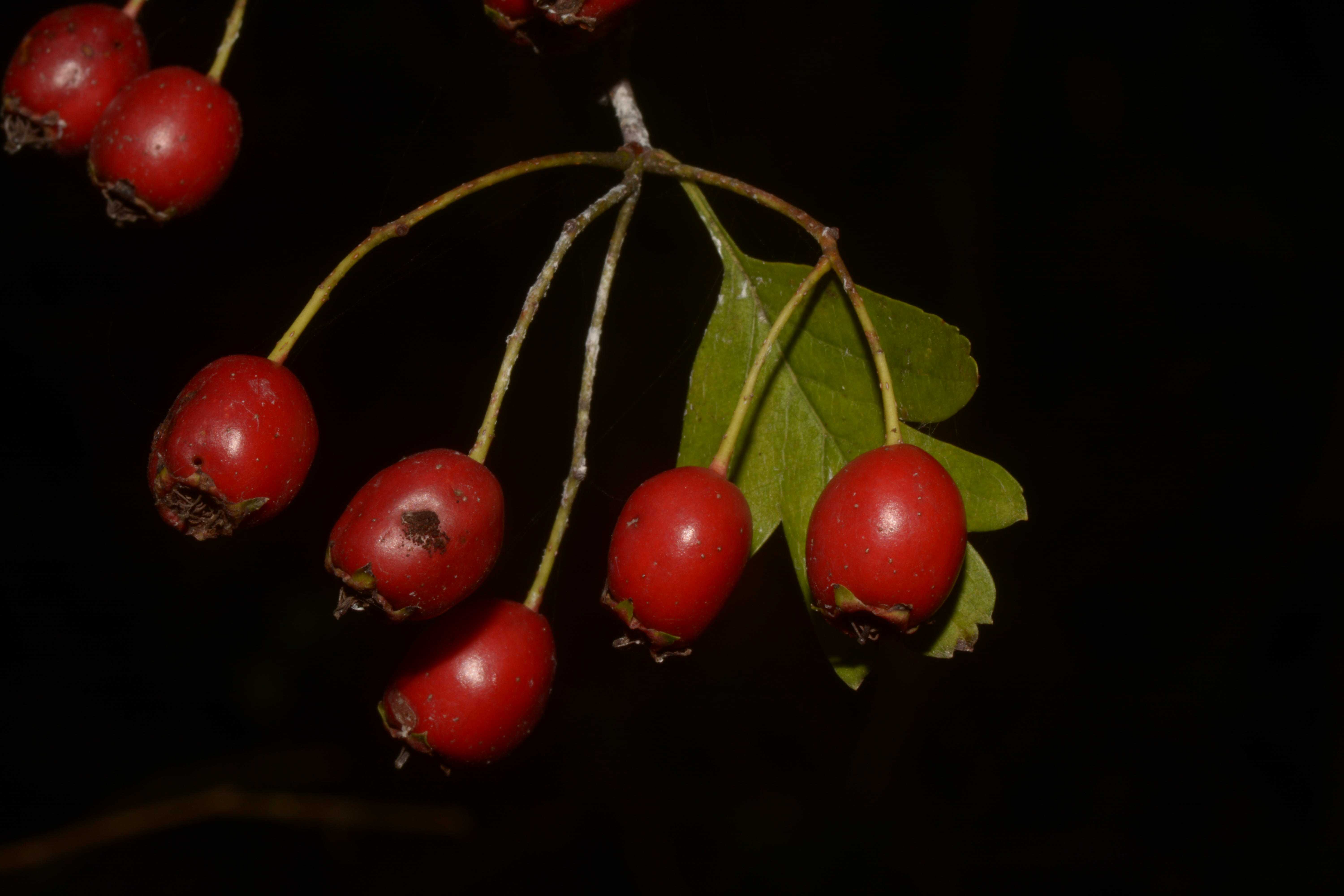 Scopriamo l'autunno